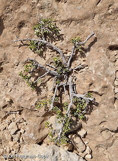 Tetraena dumosa  Geotagged,Israel,Winter,Zygophyllum dumosum