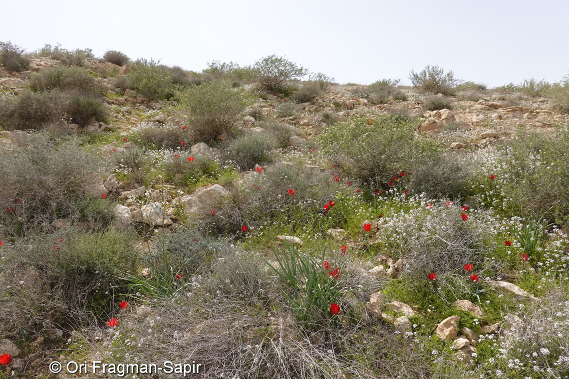 Tulipa systola  Desert Tulip,Geotagged,Israel,Tulipa systola,Winter