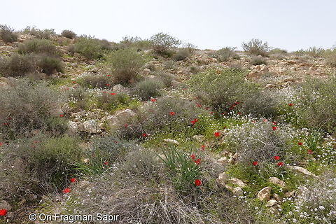 Tulipa systola  Desert Tulip,Geotagged,Israel,Tulipa systola,Winter