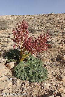 Rheum palaestinum  Desert rhubarb,Geotagged,Israel,Rheum palaestinum,Winter