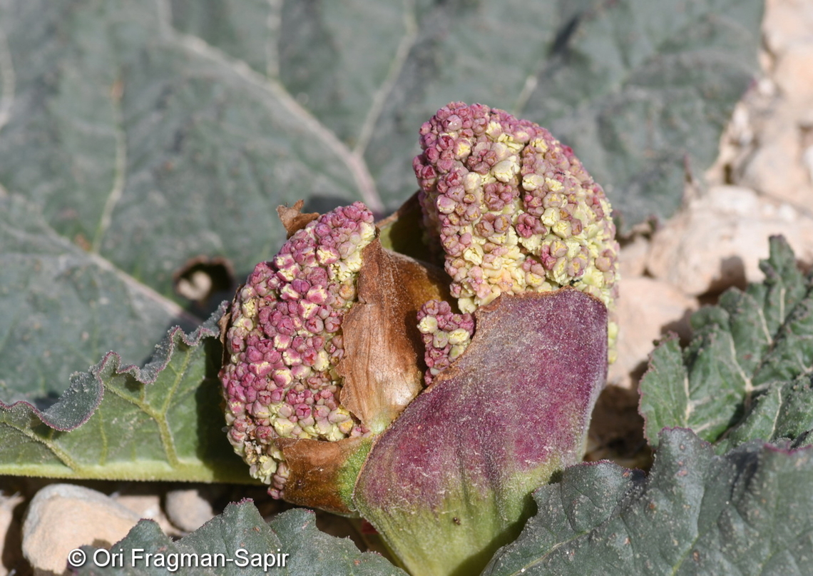 Rheum palaestinum  Desert rhubarb,Geotagged,Israel,Rheum palaestinum,Winter