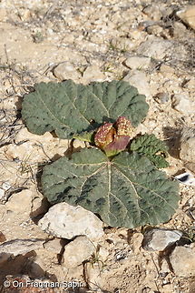 Rheum palaestinum  Desert rhubarb,Geotagged,Israel,Rheum palaestinum,Winter