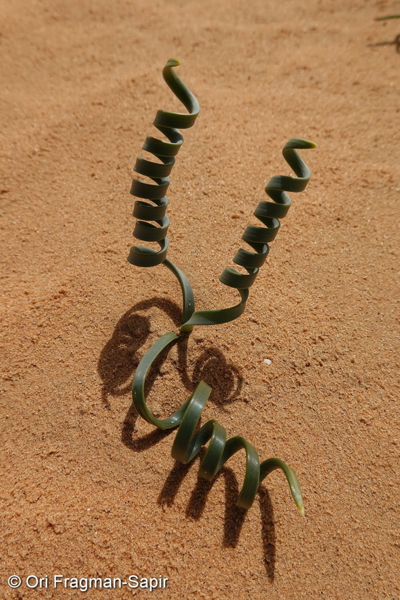 Pancratium sickenbergeri  Geotagged,Israel,Pancratium sickenbergeri,Rain flower,Winter