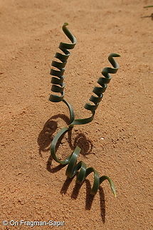 Pancratium sickenbergeri  Geotagged,Israel,Pancratium sickenbergeri,Rain flower,Winter
