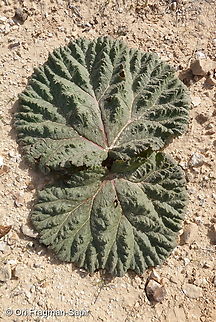 Rheum palaestinum  Desert rhubarb,Geotagged,Israel,Rheum palaestinum,Winter