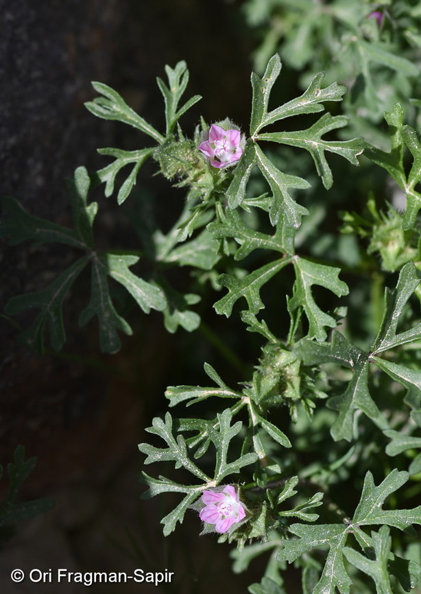 Malva aegyptia  Geotagged,Israel,Malva aegyptia,Winter