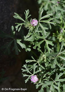 Malva aegyptia  Geotagged,Israel,Malva aegyptia,Winter