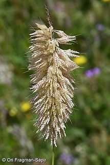 Lamarckia aurea  Geotagged,Israel,Lamarckia,Lamarckia aurea,Winter