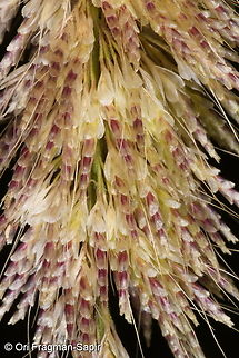 Lamarckia aurea  Geotagged,Israel,Lamarckia,Lamarckia aurea,Winter