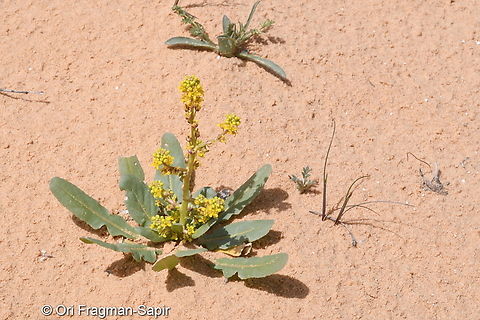 Schimpera arabica  Geotagged,Israel,Schimpera arabica,Winter