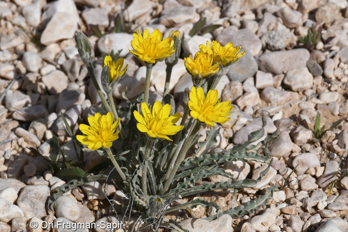 Gelasia psychrophila  Gelasia psychrophila,Geotagged,Israel,Winter