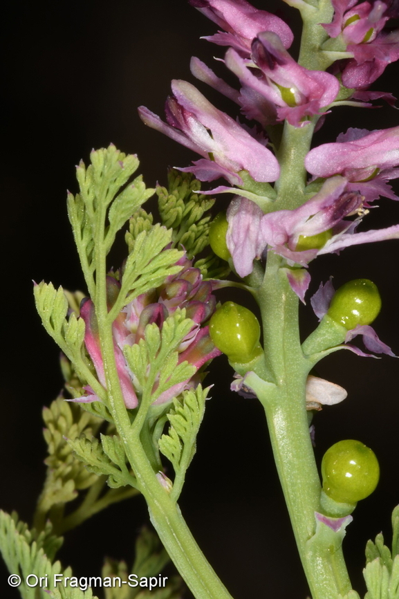 Fumaria densiflora  Fumaria densiflora,Geotagged,Israel,Winter