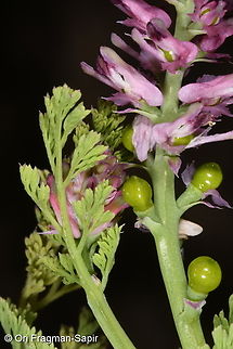 Fumaria densiflora  Fumaria densiflora,Geotagged,Israel,Winter