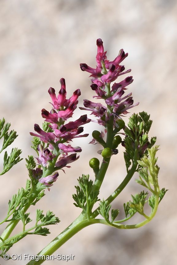 Fumaria densiflora  Fumaria densiflora,Geotagged,Israel,Winter