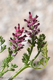 Fumaria densiflora  Fumaria densiflora,Geotagged,Israel,Winter