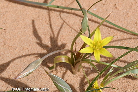 Gagea circumplexa  Gagea circumplexa,Geotagged,Israel,Winter