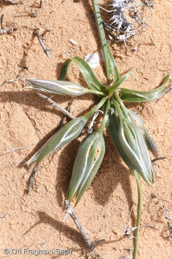 Gagea circumplexa  Gagea circumplexa,Geotagged,Israel,Winter