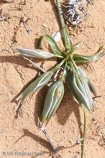 Gagea circumplexa  Gagea circumplexa,Geotagged,Israel,Winter