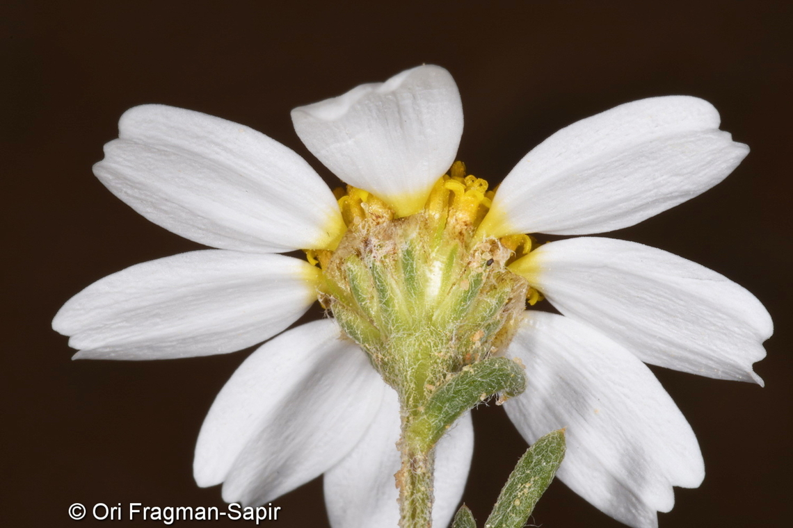 Anthemis eliezrae  Anthemis eliezrae,Geotagged,Israel,Winter