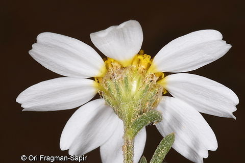 Anthemis eliezrae  Anthemis eliezrae,Geotagged,Israel,Winter