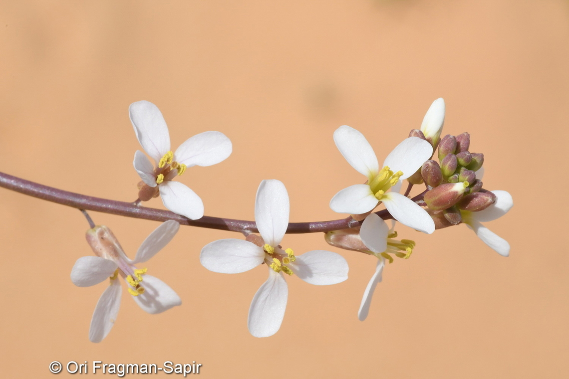Erucaria pinnata  Erucaria pinnata,Geotagged,Israel,Winter