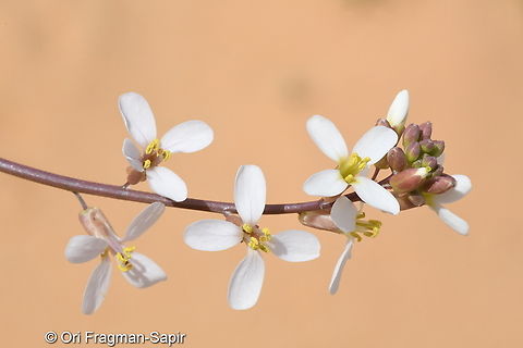Erucaria pinnata  Erucaria pinnata,Geotagged,Israel,Winter