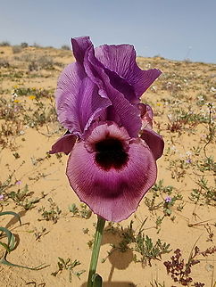 Iris mariae  Geotagged,Iris mariae,Israel,Mary's Iris,Winter