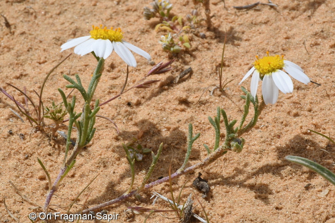 Anthemis eliezrae  Anthemis eliezrae,Geotagged,Israel,Winter