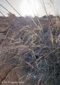 Stipa parviflora  Geotagged,Israel,Stipa parviflora,Winter