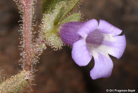 Anticharis glandulosa  Anticharis glandulosa,Geotagged,Israel,Spring