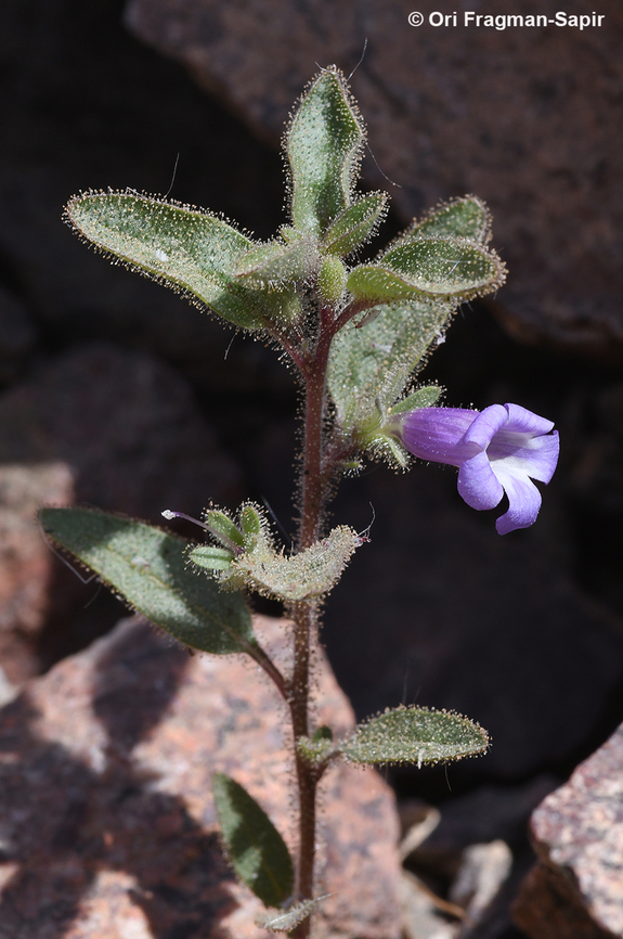 Anticharis glandulosa  Anticharis glandulosa,Geotagged,Israel,Spring