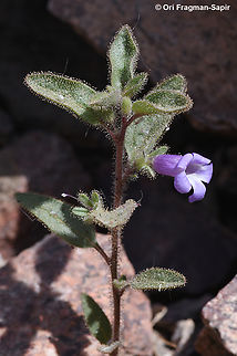 Anticharis glandulosa  Anticharis glandulosa,Geotagged,Israel,Spring