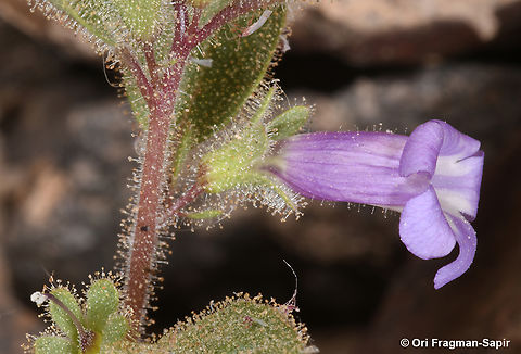 Anticharis glandulosa  Anticharis glandulosa,Geotagged,Israel,Spring