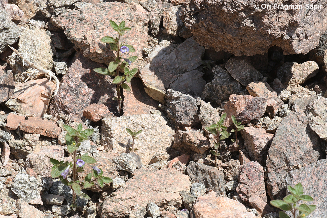 Anticharis glandulosa  Anticharis glandulosa,Geotagged,Israel,Spring