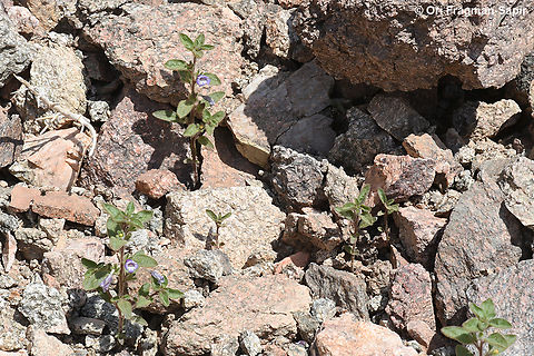 Anticharis glandulosa  Anticharis glandulosa,Geotagged,Israel,Spring
