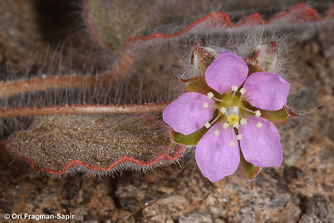 Monsonia heliotropioides  Geotagged,Israel,Monsonia heliotropioides,Spring