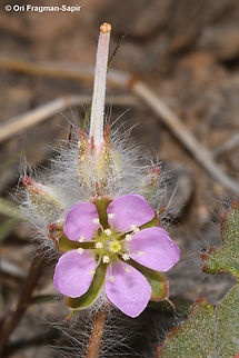 Monsonia heliotropioides  Geotagged,Israel,Monsonia heliotropioides,Spring