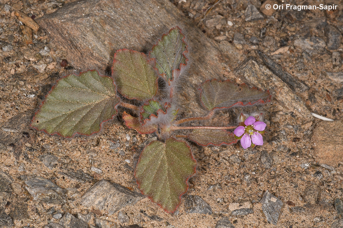 Monsonia heliotropioides  Geotagged,Israel,Monsonia heliotropioides,Spring