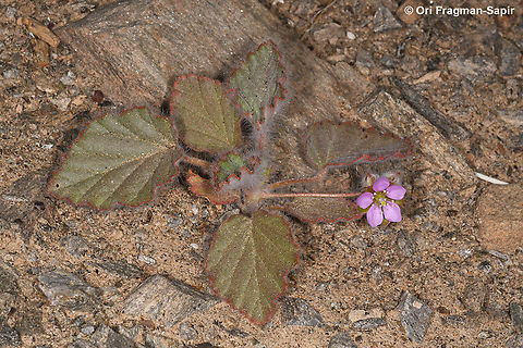 Monsonia heliotropioides  Geotagged,Israel,Monsonia heliotropioides,Spring