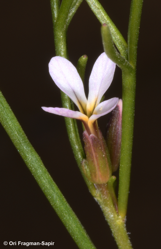 Leptaleum filifolium  Geotagged,Israel,Leptaleum filifolium,Spring