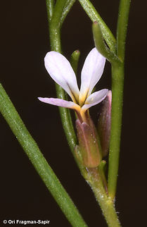 Leptaleum filifolium  Geotagged,Israel,Leptaleum filifolium,Spring