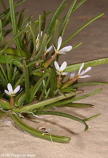 Leptaleum filifolium  Geotagged,Israel,Leptaleum filifolium,Spring