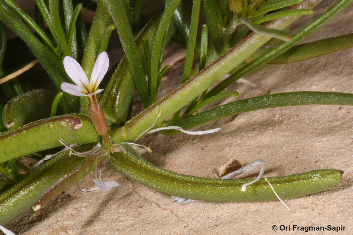 Leptaleum filifolium  Geotagged,Israel,Leptaleum filifolium,Spring