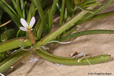 Leptaleum filifolium  Geotagged,Israel,Leptaleum filifolium,Spring