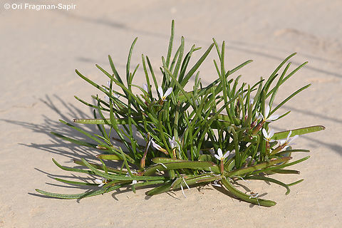 Leptaleum filifolium  Geotagged,Israel,Leptaleum filifolium,Spring