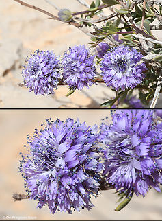 Globularia arabica  Arabian Globularia,Geotagged,Globularia arabica,Israel,Spring