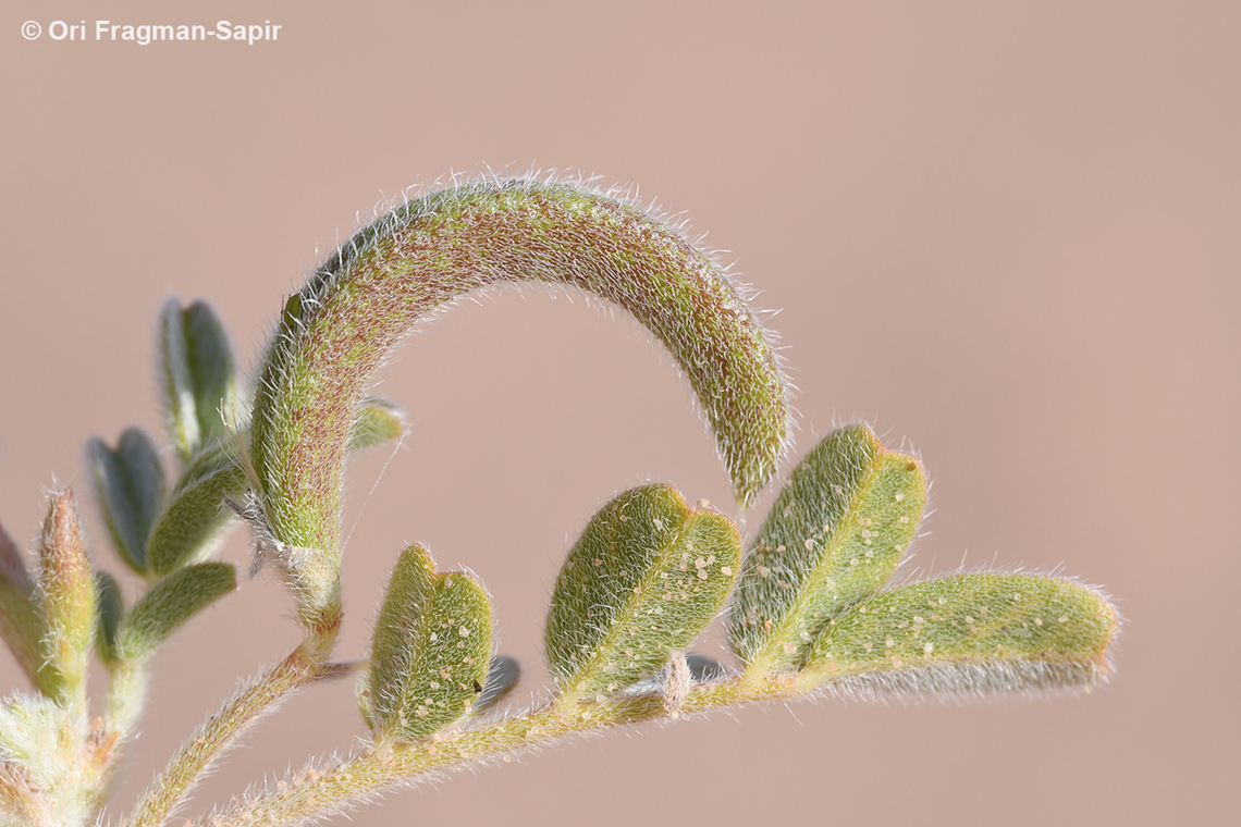 Astragalus arpilobus  Astragalus arpilobus,Geotagged,Israel,Spring