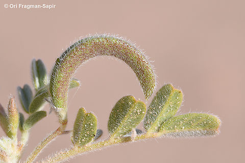 Astragalus arpilobus