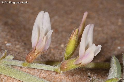 Astragalus arpilobus  Astragalus arpilobus,Geotagged,Israel,Spring