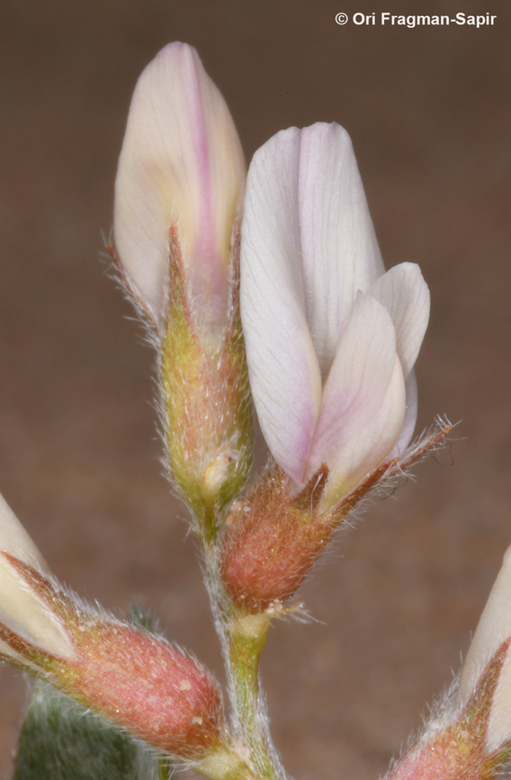 Astragalus arpilobus  Astragalus arpilobus,Geotagged,Israel,Spring
